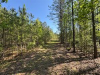120 Acres, Pine Plantation/Hunt : Jacksons Gap : Tallapoosa County : Alabama