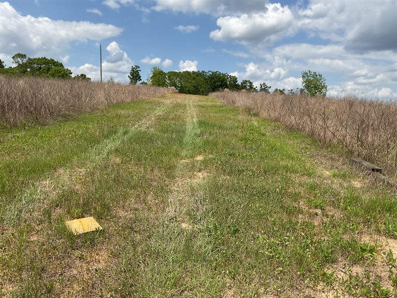 Highway 189 Tract, 60.58 Acres : Elba : Coffee County : Alabama