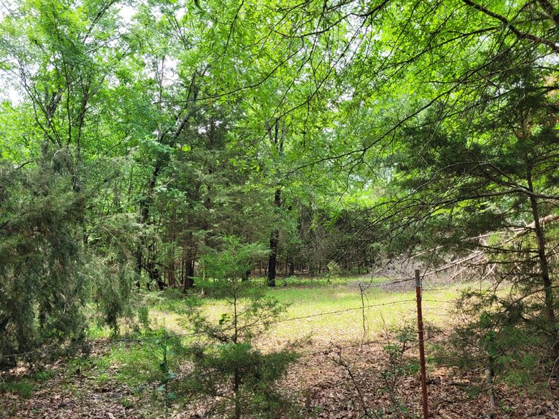Wooded 6 Acres in Clarksville : Clarksville : Red River County : Texas