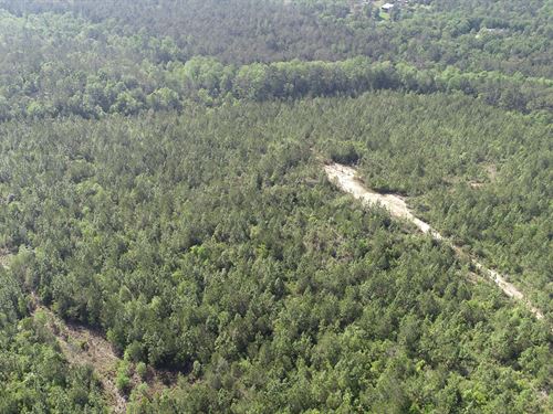Longleaf Tract Near Spanish Fort : Crossroads : Baldwin County : Alabama