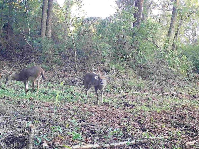 22 Acres Butler Co : Honoraville : Butler County : Alabama