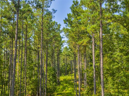 Hunting Tract with Timber : Haddock : Jones County : Georgia