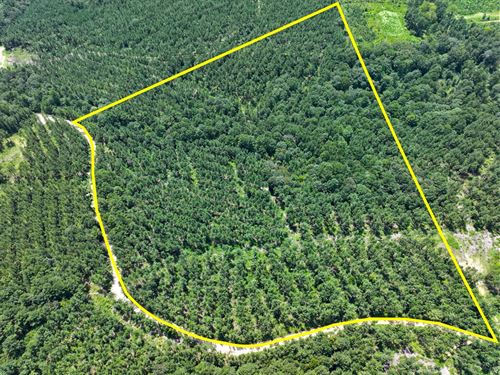 32 Acres, Slim Palmer Rd : Zavalla : Angelina County : Texas