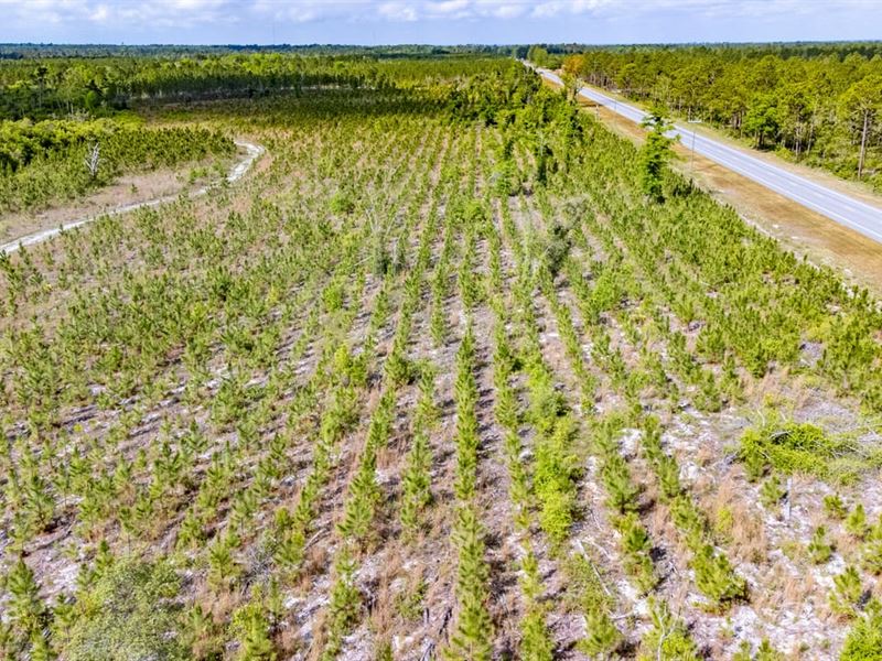 30 Ac Homesite and Timber Near Bris : Bristol : Liberty County : Florida