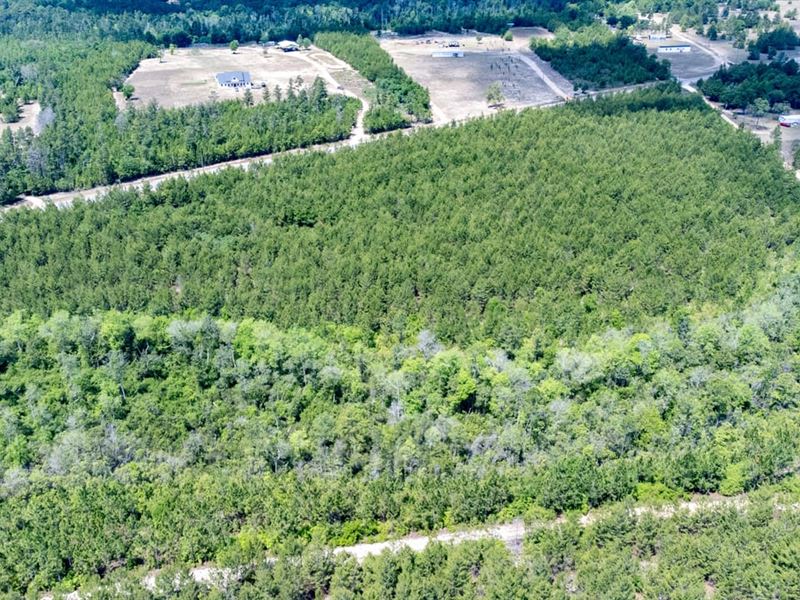 26 Ac Homesite with Timber in Liber : Bristol : Liberty County : Florida