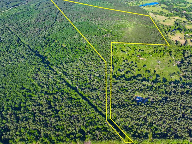 188 Acres, FM 230 : Lovelady : Walker County : Texas