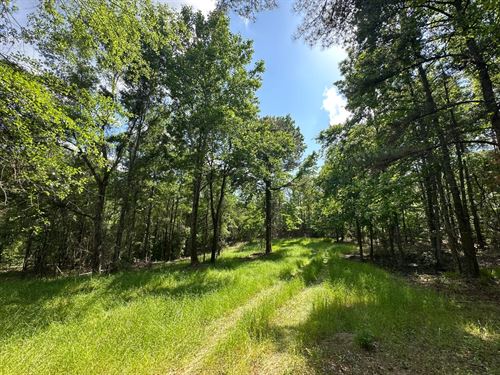 White Branch Tract, 40 Acres in Per : Sprott : Perry County : Alabama