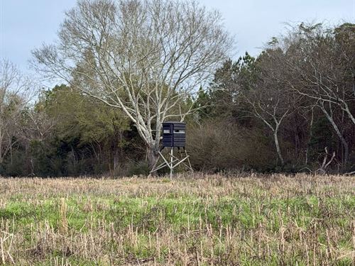 168 Acres South Pines Rd : Red Level : Covington County : Alabama