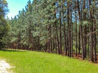 133 Ac Dale Co, Longleaf Farm : Newton : Dale County : Alabama