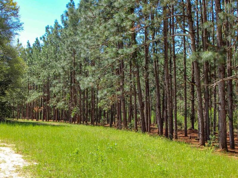 133 Ac Dale Co, Longleaf Farm : Newton : Dale County : Alabama