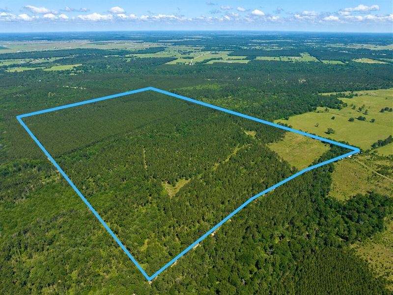 205 Acres, Bo Brown Road : Trinity : Walker County : Texas