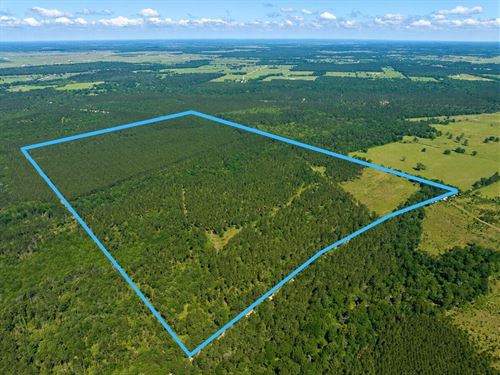 205 Acres, Bo Brown Road : Trinity : Walker County : Texas