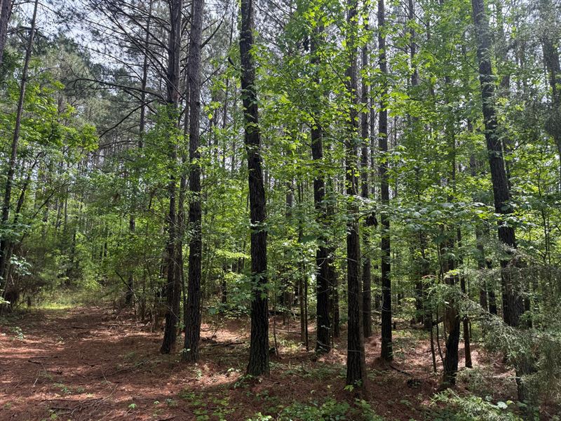 12.5 Ac Dudleyville Rd : Dadeville : Tallapoosa County : Alabama