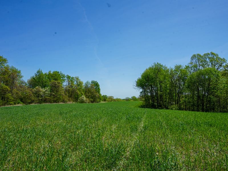 Sealover Hollow, 84.54 Acres : Philo : Muskingum County : Ohio