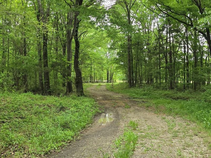 500+ Acres, Creeks, Slough, ag Fie : Mercer : Madison County : Tennessee