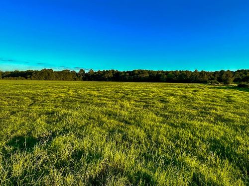 39 Acres, T-5, Hoke Road : Richards : Montgomery County : Texas
