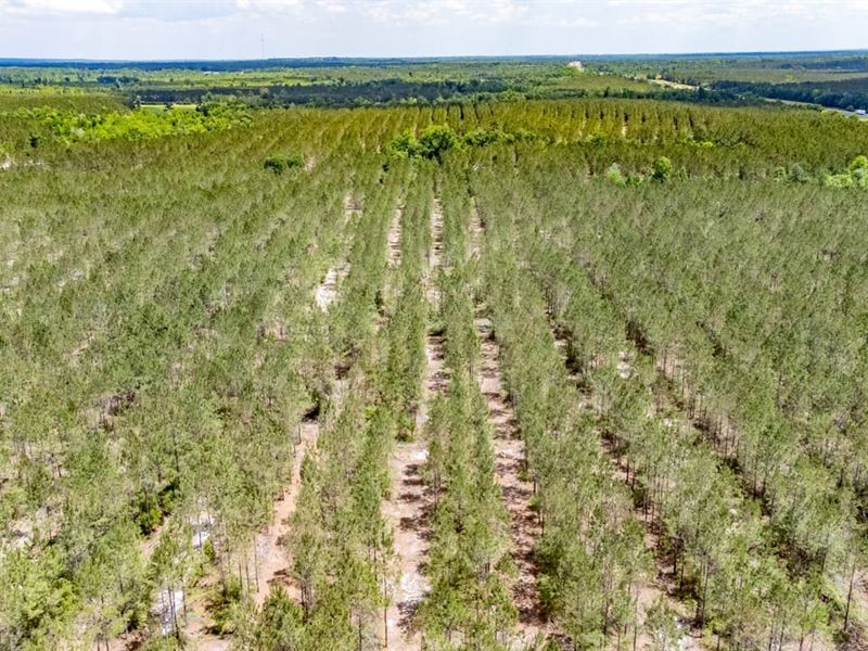 437 Ac Recreational Timber Investme : Marianna : Jackson County : Florida