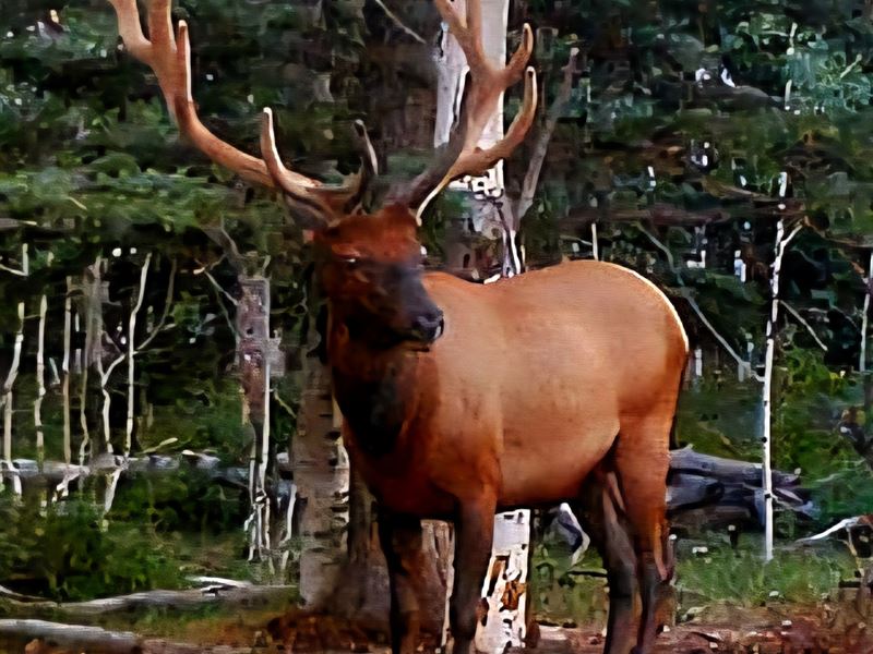 Uncompahgre Elk 180 : Montrose : Montrose County : Colorado