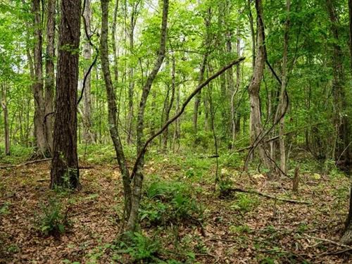 Affordable Hunting Land in Morehous : Bastrop : Morehouse Parish : Louisiana