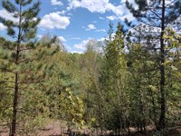 160 Acre Wilderness Retreat : Marenisco : Gogebic County : Michigan