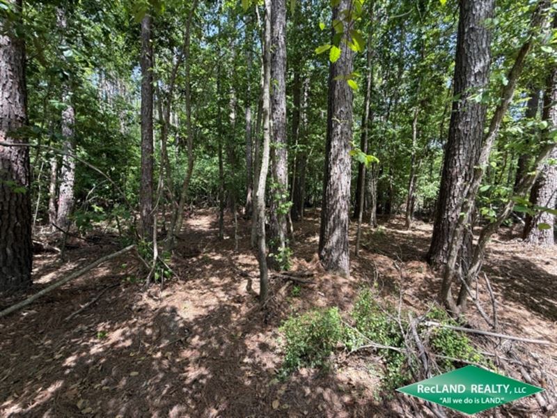 55 Ac Timberland for Home Site : Strong : Union County : Arkansas
