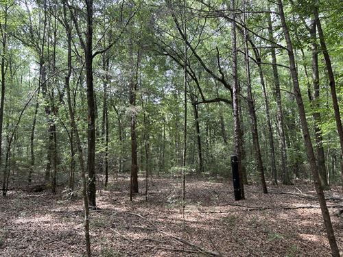 Smokehouse Road Tract : Red Level : Washington County : Alabama