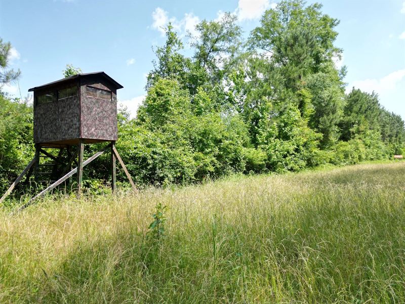 101.6 Acres in Jasper County in Bay : Bay Springs : Jasper County : Mississippi