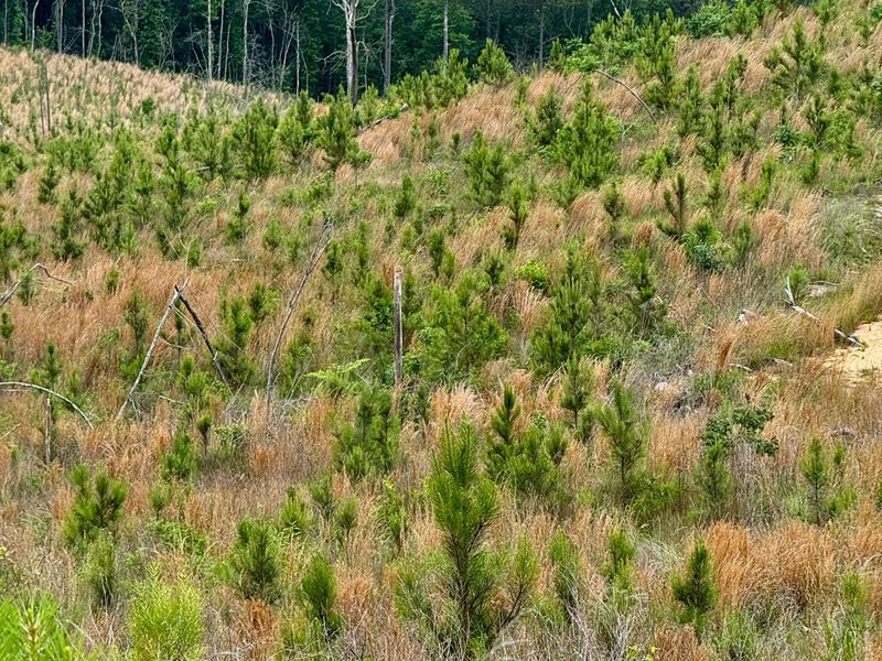 118 Acres in Winston County, MS : McCool : Winston County : Mississippi