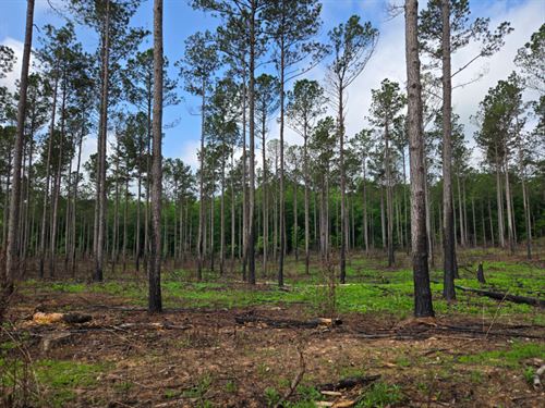 Equality Woodlands : Equality : Coosa County : Alabama