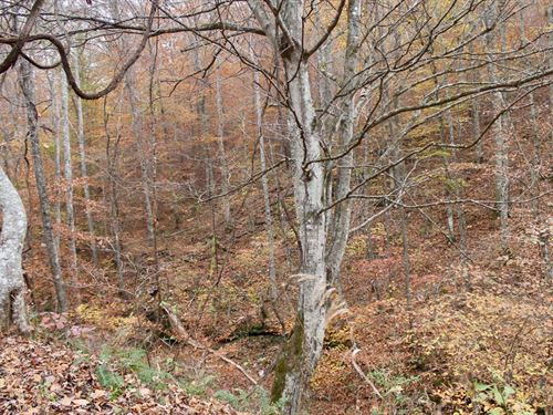 Hunting Land, $999 Down : Hyden : Leslie County : Kentucky