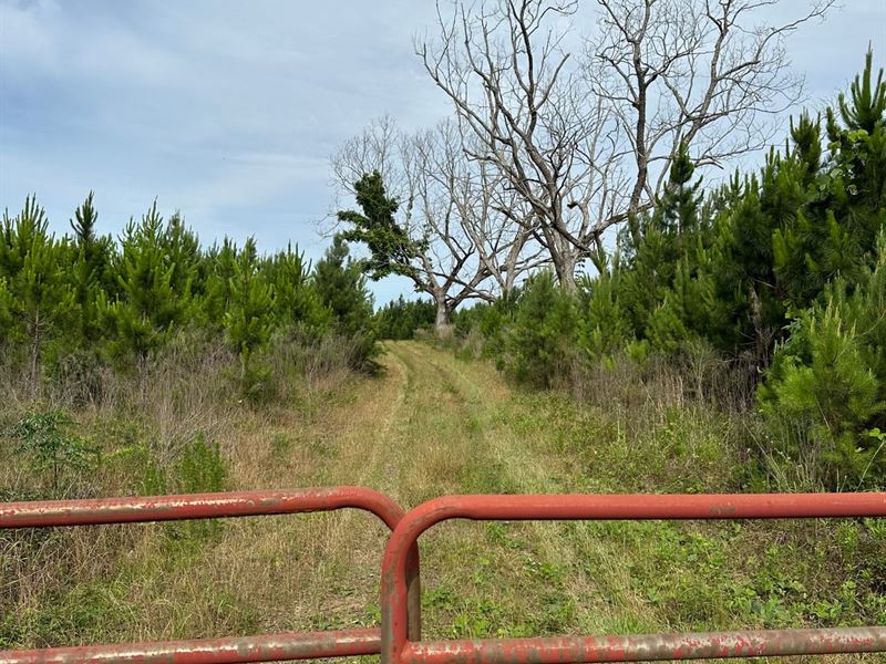 166 Ac Cr7 Conecuh Co, AL : Repton : Conecuh County : Alabama