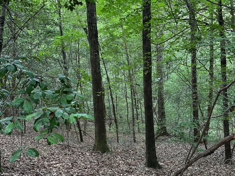 40 Ac Off Cr7 Conecuh Co, AL : Repton : Conecuh County : Alabama