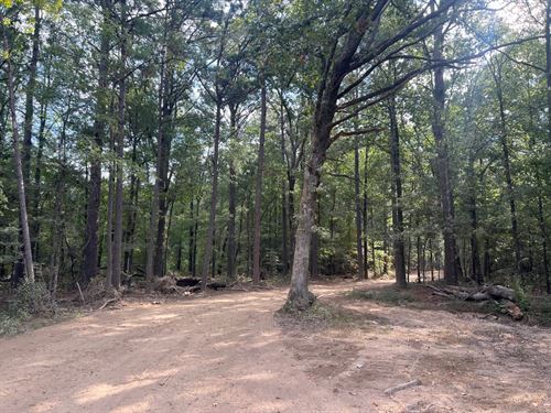 Alexander Road Timber Tract : Star City : Lincoln County : Arkansas