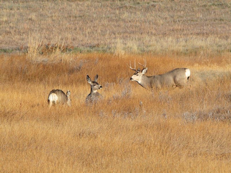 North Elkhead Tract 3 : Craig : Moffat County : Colorado