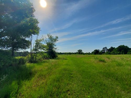 Rare Find, Crp Grass Land : Tuskegee : Macon County : Alabama