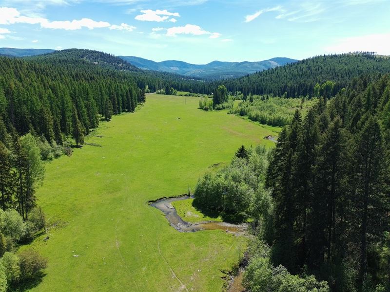 Hawks at Onion Creek : Colville : Stevens County : Washington