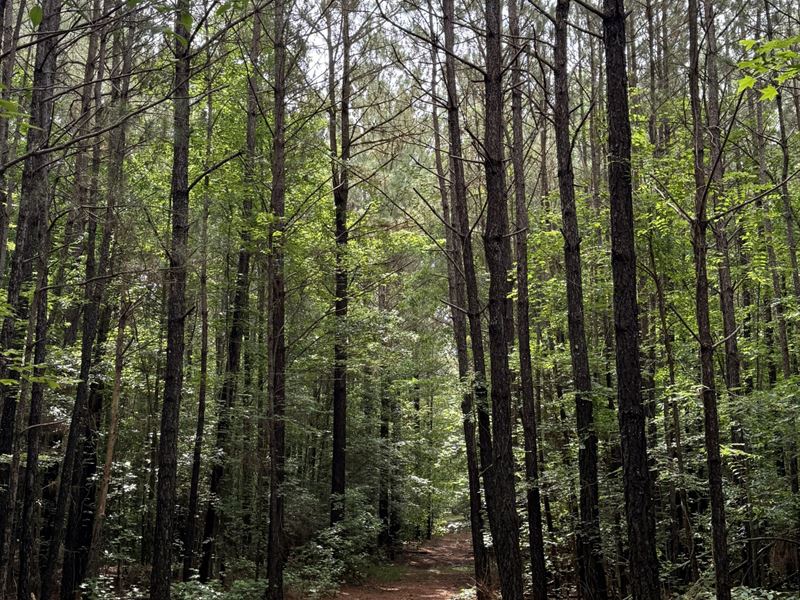 Quiet Tract of Land in The Country : Eagle Springs : Moore County : North Carolina