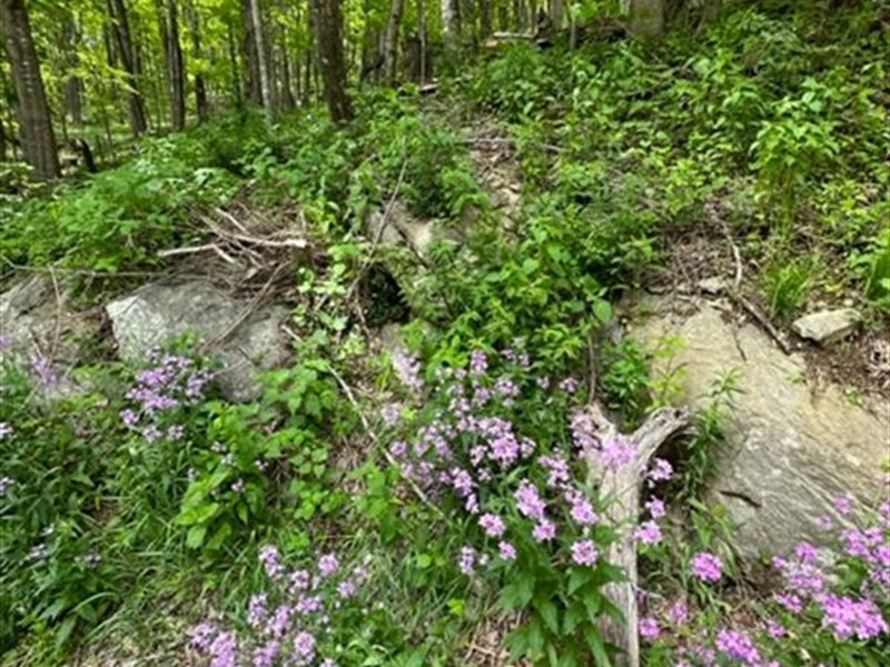 23 Acres Joining Grayson Highlands : Mouth Of Wilson : Grayson County : Virginia