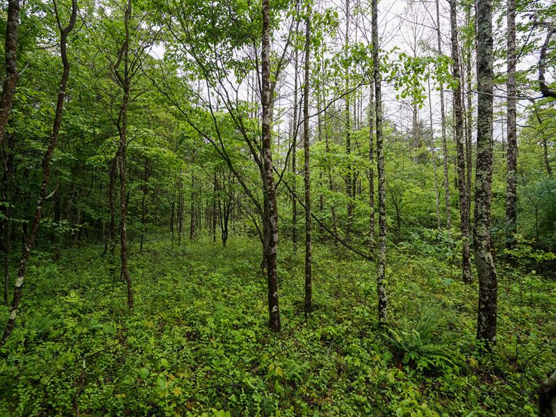 Twp Rd 460 Lot 3 20.038 : Woodsfield : Monroe County : Ohio