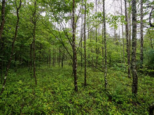 Twp Rd 460 Lot 3 20.038 : Woodsfield : Monroe County : Ohio