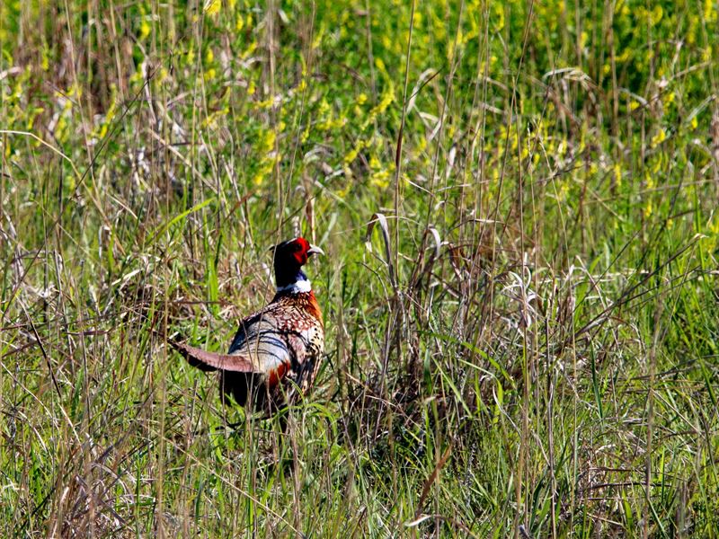 Rooster Ridge Ranch : Palco : Graham County : Kansas