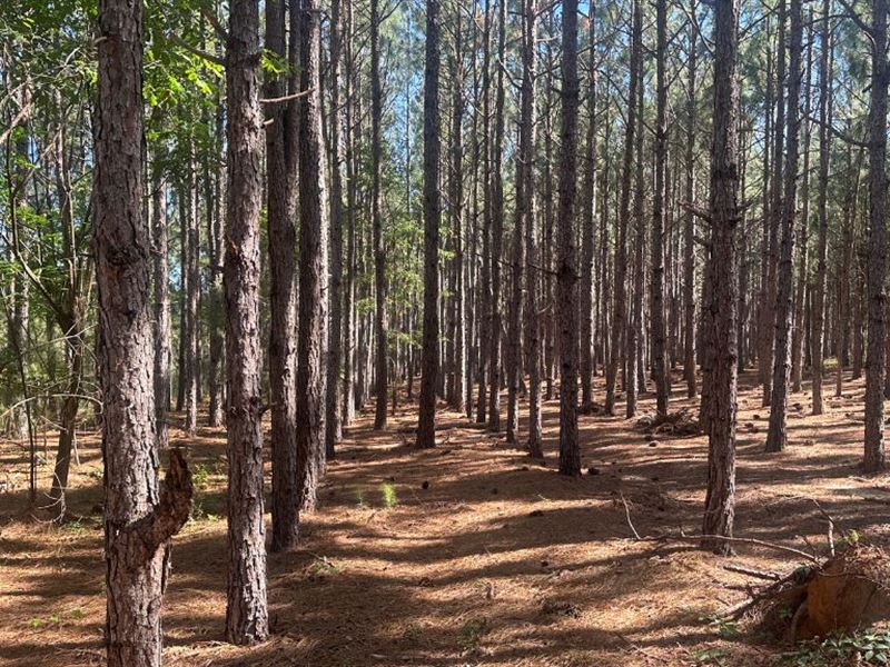 Long Leaf Farm : Sylvania : Screven County : Georgia