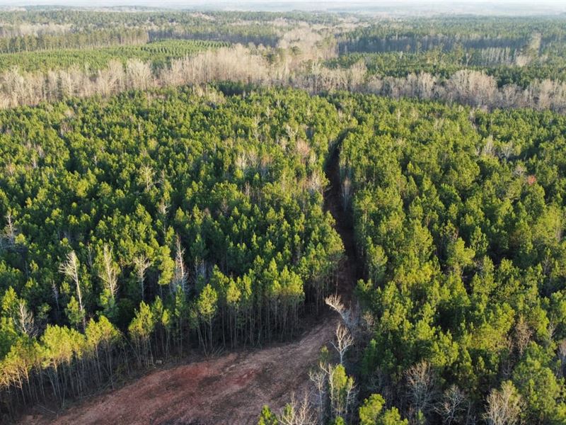 24 Acres Lee County : Salem : Lee County : Alabama