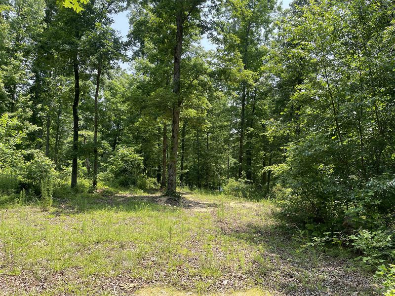 Wooded Land for Sale in TN : Sardis : Hardin County : Tennessee