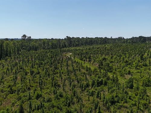 Deer Run Rd, 61 Acres : Vidalia : Toombs County : Georgia