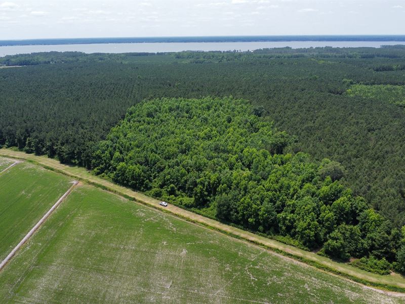 25 AC Timber & Hunting Tract : Washington : Beaufort County : North Carolina