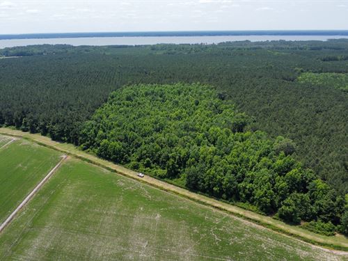 25 AC Timber & Hunting Tract : Washington : Beaufort County : North Carolina