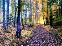 Premiere Estate Lot, Tract B : Fountain Inn : Greenville County : South Carolina