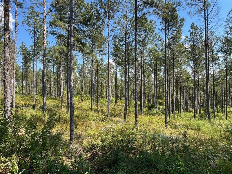 237 Acres Elmore & Coosa County : Equality : Elmore County : Alabama