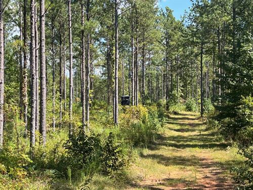245 Acres Elmore County : Equality : Elmore County : Alabama